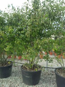 Felsenbirne - Amelanchier lamarckii - mehrstämmig XXL - 250 cm
