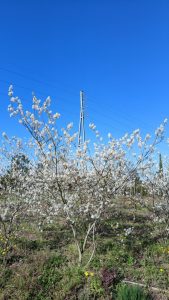 Felsenbirne - Amelanchier lamarckii - mehrstämmig XXL - 250 cm