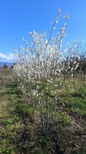 Felsenbirne - Amelanchier lamarckii - mehrstämmig XXL - 250 cm