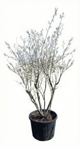 Felsenbirne - Amelanchier lamarckii - mehrstämmig XXL - 250 cm