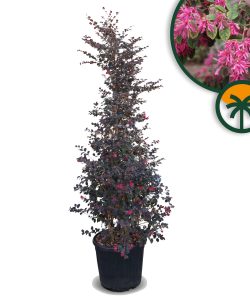 Hexenhasel - Loropetalum chinense Rubrum - 200 cm