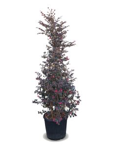 Hexenhasel - Loropetalum chinense Rubrum - 200 cm