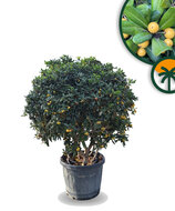 Australischer Lorbeer – Pittosporum – Multistamm - 160 cm