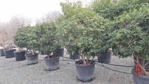 Australischer Lorbeer - Pittosporum tobira - mehrstämmig - 160 cm