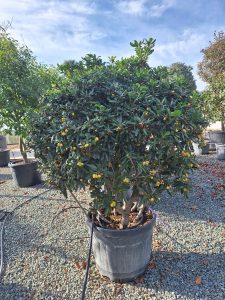 Australischer Lorbeer - Pittosporum tobira - mehrstämmig - 160 cm