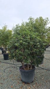 Australischer Lorbeer - Pittosporum tobira - mehrstämmig - 160 cm