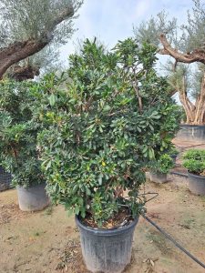 Australischer Lorbeer - Pittosporum tobira - mehrstämmig - 160 cm