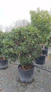Australischer Lorbeer - Pittosporum tobira - mehrstämmig - 160 cm