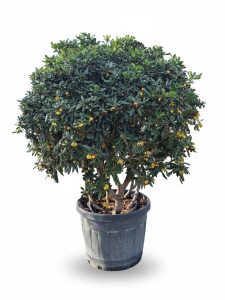Australischer Lorbeer - Pittosporum tobira - mehrstämmig - 160 cm