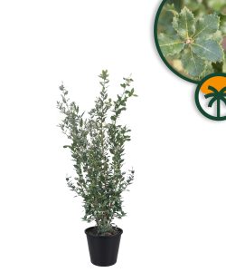 Steineiche - Quercus ilex - 120 cm
