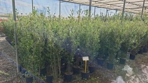 Steineiche - Quercus ilex - 120 cm