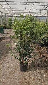 Steineiche - Quercus ilex - 120 cm