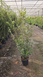 Steineiche - Quercus ilex - 120 cm