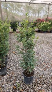 Steineiche - Quercus ilex - 120 cm