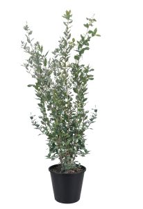 Steineiche - Quercus ilex - 120 cm