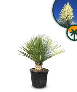 Palme - Yucca rostrata - 100 cm - 15-20 cm Stammhöhe