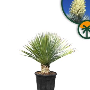 Palme - Yucca Rostrata 15-20 cm Stammhöhe