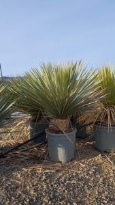 Palme - Yucca rostrata - 100 cm - 15-20 cm Stammhöhe