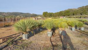 Palme - Yucca rostrata - 100 cm - 15-20 cm Stammhöhe