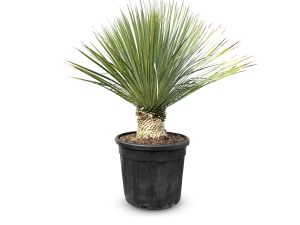 Palme - Yucca rostrata - 100 cm - 15-20 cm Stammhöhe