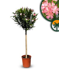 Rosa Oleander auf Stamm - 140-160 cm