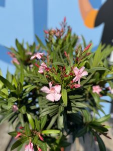 Rosa Oleander auf Stamm - 140-160 cm