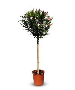 Rosa Oleander auf Stamm - 140-160 cm