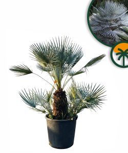 Palme - Chamaerops humilis Cerifera mehrstämmig - 140-160 cm