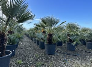 Palme - Chamaerops humilis Cerifera mehrstämmig - 140-160 cm
