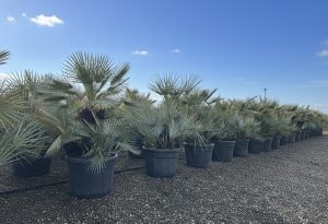 Palme - Chamaerops humilis Cerifera mehrstämmig - 140-160 cm