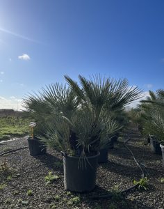 Palme - Chamaerops humilis Cerifera mehrstämmig - 140-160 cm