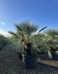 Palme - Chamaerops humilis Cerifera mehrstämmig - 140-160 cm