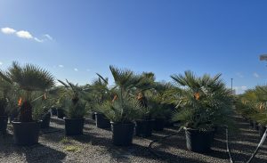 Palme - Chamaerops humilis Cerifera mehrstämmig - 140-160 cm