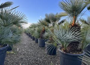 Palme - Chamaerops humilis Cerifera mehrstämmig - 140-160 cm