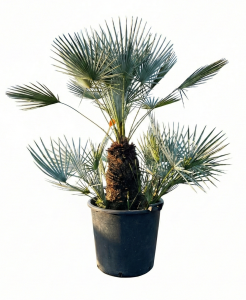 Palme - Chamaerops humilis Cerifera mehrstämmig - 140-160 cm