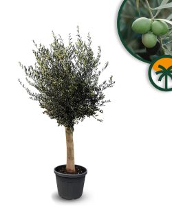 Olivenbaum - Olea europaea - 25 Jahre - 170 cm