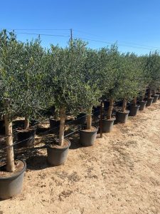 Olivenbaum - Olea europaea - 25 Jahre - 170 cm
