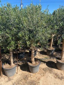 Olivenbaum - Olea europaea - 25 Jahre - 170 cm