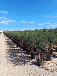 Olivenbaum - Olea europaea - 25 Jahre - 170 cm
