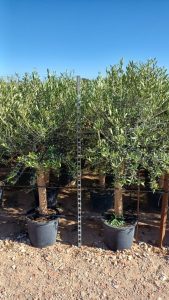 Olivenbaum - Olea europaea - 25 Jahre - 170 cm
