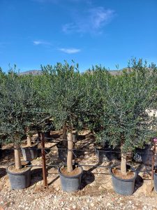 Olivenbaum - Olea europaea - 25 Jahre - 170 cm