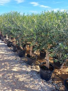 Olivenbaum - Olea europaea - 25 Jahre - 170 cm