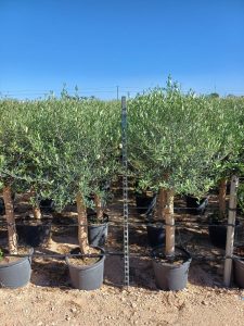 Olivenbaum - Olea europaea - 25 Jahre - 170 cm