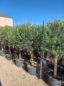 Olivenbaum - Olea europaea - 25 Jahre - 170 cm