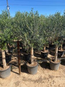 Olivenbaum - Olea europaea - 25 Jahre - 170 cm