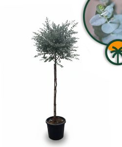 Eucalyptus gunnii auf Stamm - 160 cm