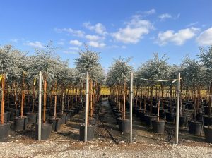Eucalyptus gunnii auf Stamm - 160 cm