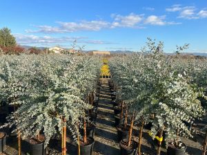 Eucalyptus gunnii auf Stamm - 160 cm