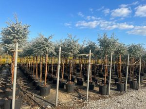 Eucalyptus gunnii auf Stamm - 160 cm