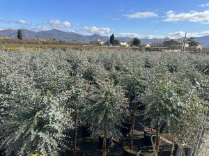 Eucalyptus gunnii auf Stamm - 160 cm